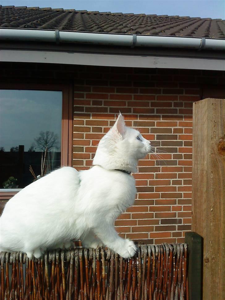 Blanding af racer mille billede 10