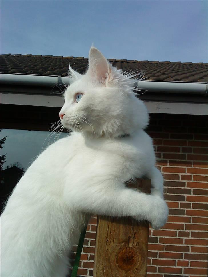 Blanding af racer mille billede 11