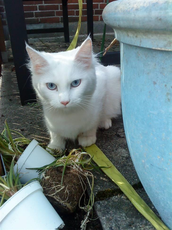 Blanding af racer mille billede 12