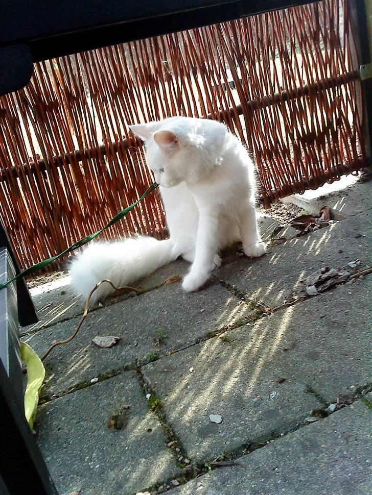 Blanding af racer mille billede 13