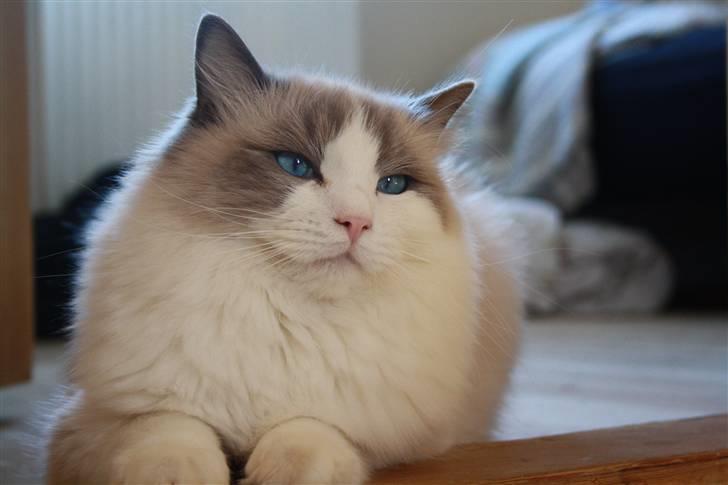 Ragdoll **  DK Wrensted Loui  ** billede 5