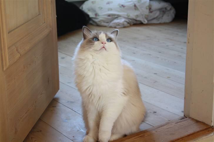 Ragdoll **  DK Wrensted Loui  ** billede 6