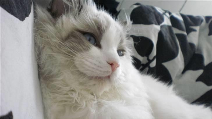 Ragdoll **  DK Wrensted Loui  ** billede 13