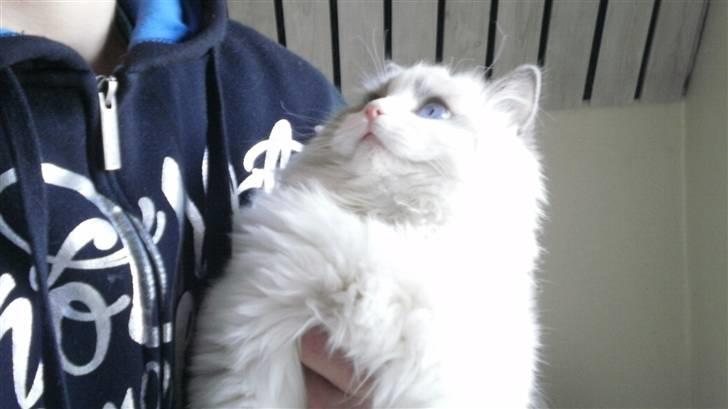 Ragdoll **  DK Wrensted Loui  ** billede 14