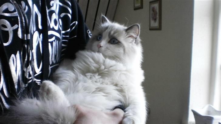 Ragdoll **  DK Wrensted Loui  ** billede 15