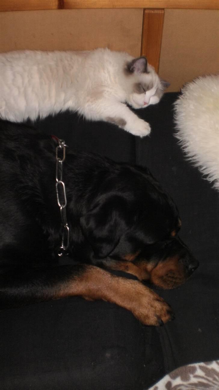 Ragdoll **  DK Wrensted Loui  ** billede 17