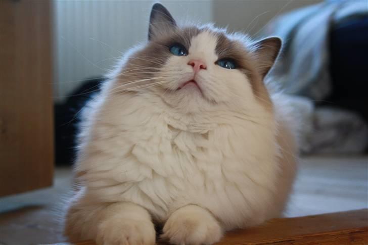 Ragdoll **  DK Wrensted Loui  ** billede 2