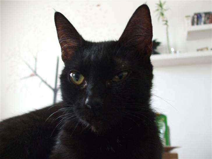 Huskat Lille Bebs billede 6