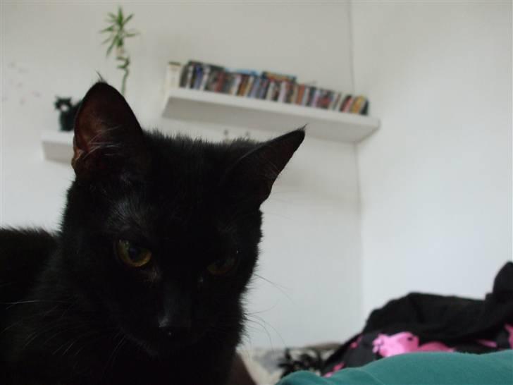 Huskat Lille Bebs billede 7