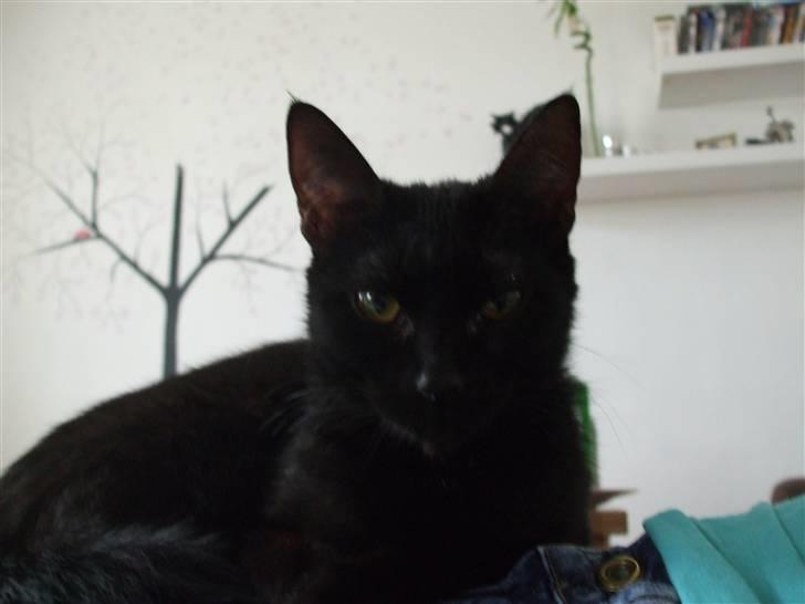 Huskat Lille Bebs billede 8