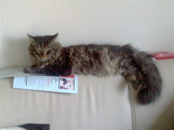 Blanding af racer Bumle billede 1