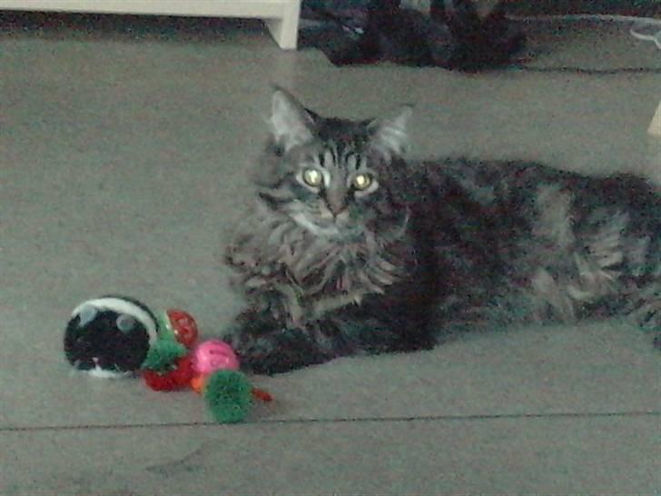 Blanding af racer Bumle billede 2