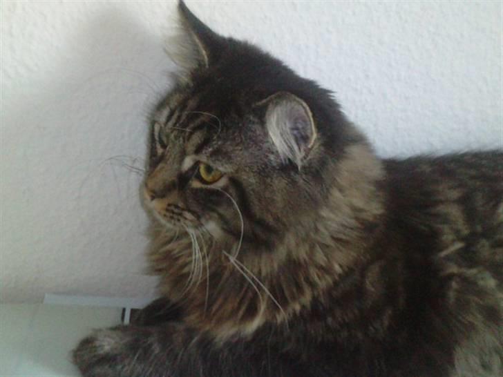 Blanding af racer Bumle billede 3