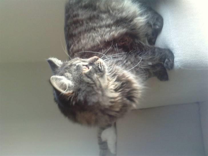 Blanding af racer Bumle billede 4