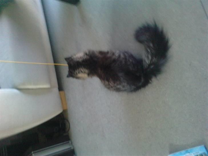 Blanding af racer Bumle billede 5