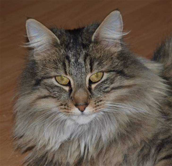 Norsk Skovkat Plicas Cabbi - Cici billede 1