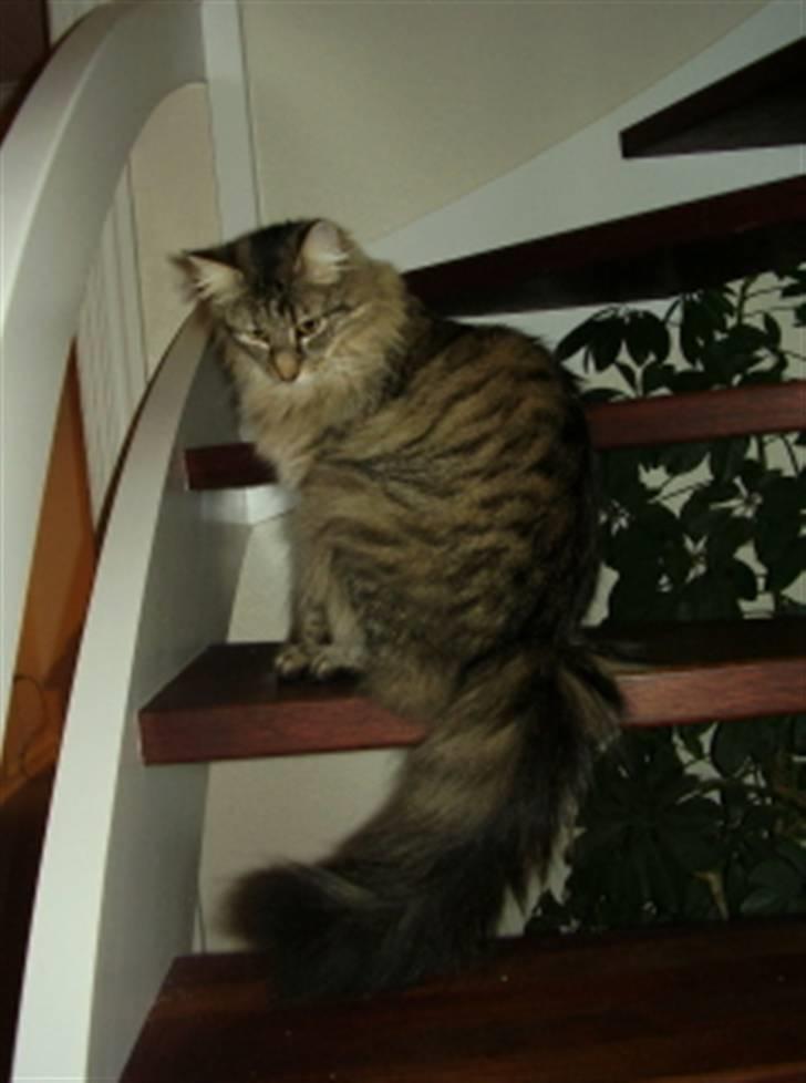 Norsk Skovkat Plicas Cabbi - Cici billede 2