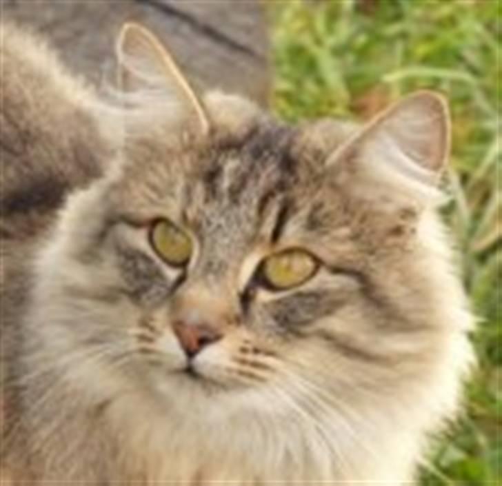 Norsk Skovkat Plicas Cabbi - Cici billede 3