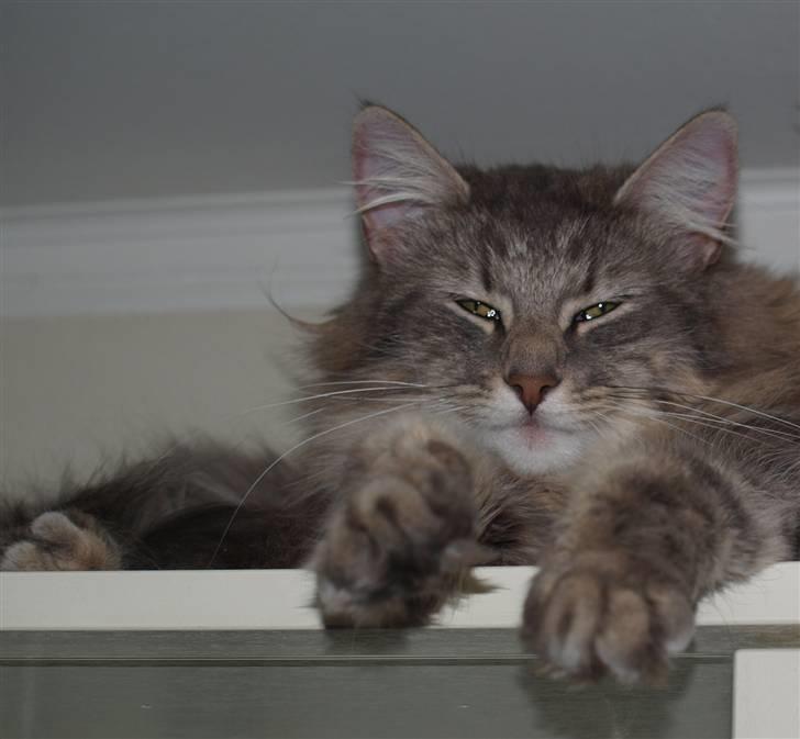 Norsk Skovkat Chrisycats Annabell - Annabell billede 1