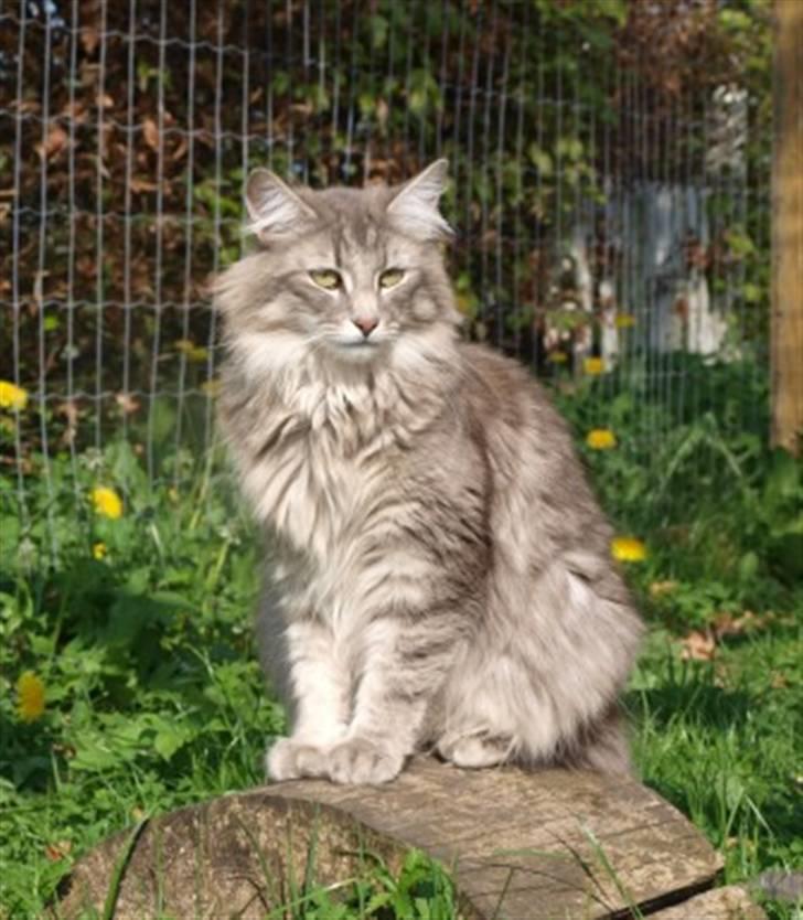 Norsk Skovkat Chrisycats Annabell - Annabell billede 2