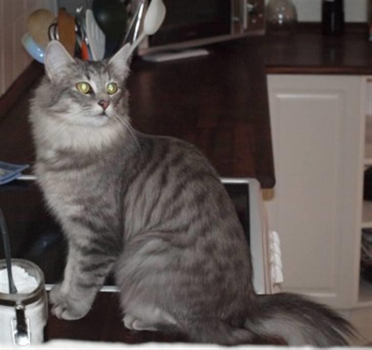 Norsk Skovkat Chrisycats Annabell - Annabell billede 3