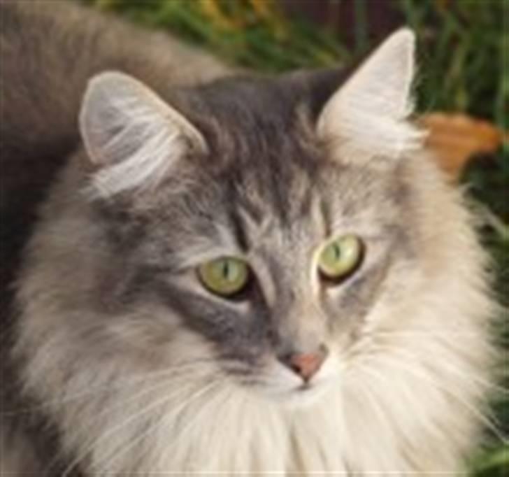 Norsk Skovkat Chrisycats Annabell - Annabell billede 4