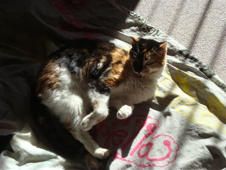 Huskat Mille billede 9