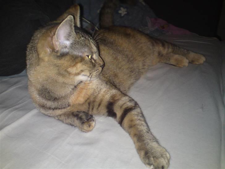 Blanding af racer Miv <3 billede 14