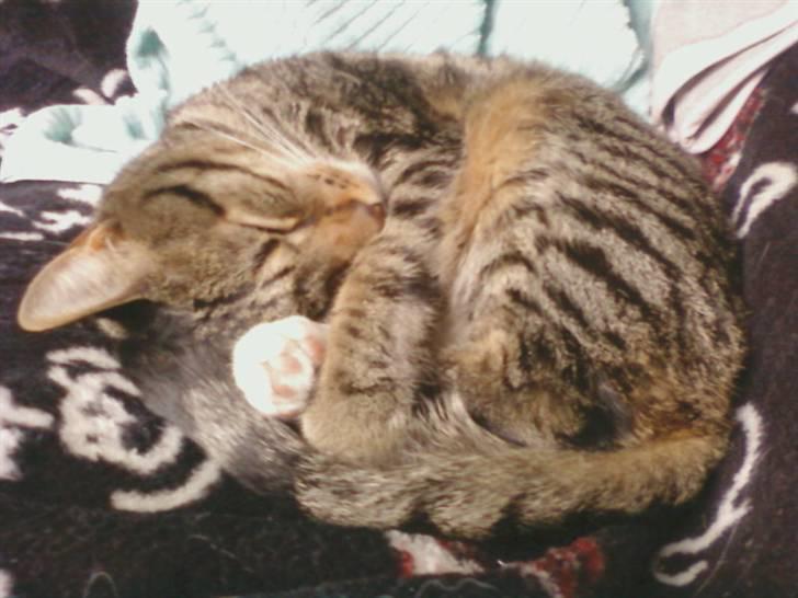 Huskat Taz billede 3