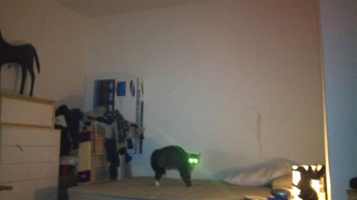 Huskat Taz billede 4