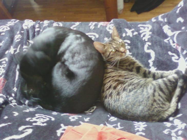 Huskat Taz billede 5