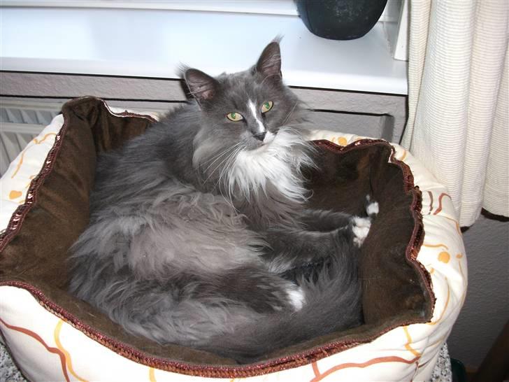 Maine Coon Pjuske billede 20