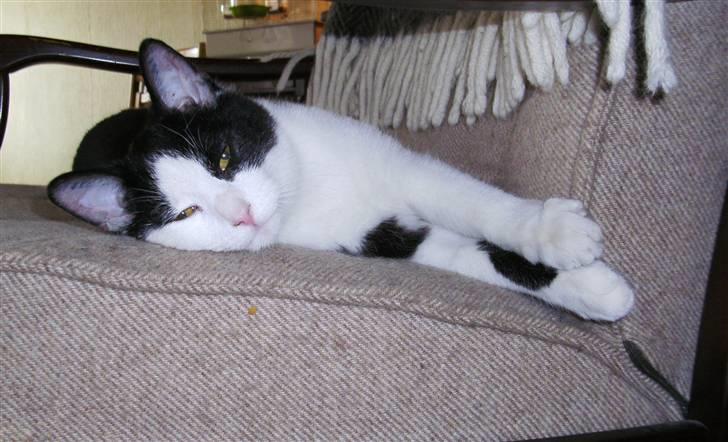 Huskat Leif - Ynglings stol billede 1