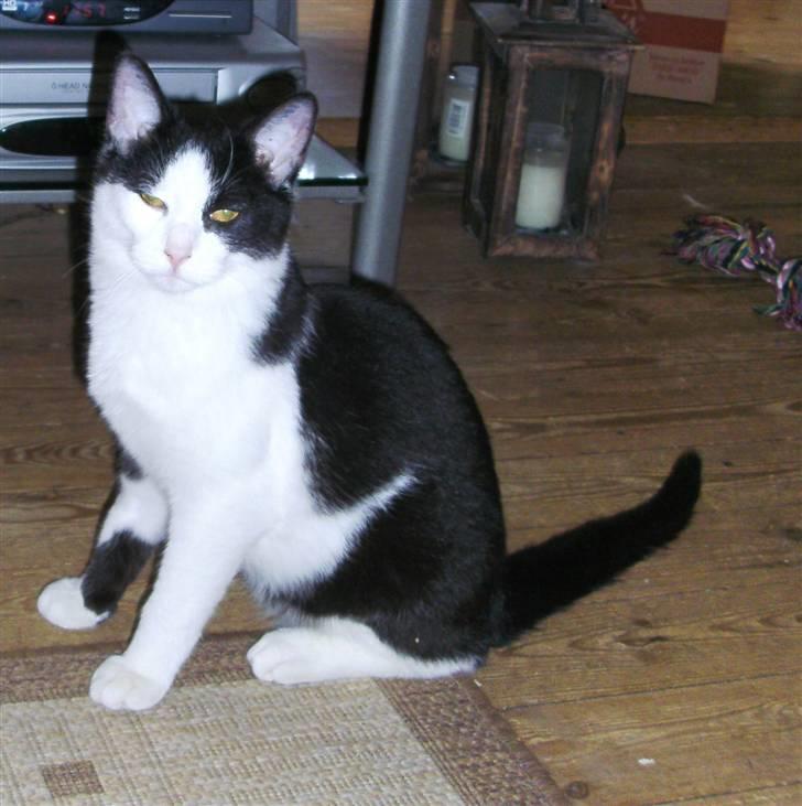 Huskat Leif billede 2