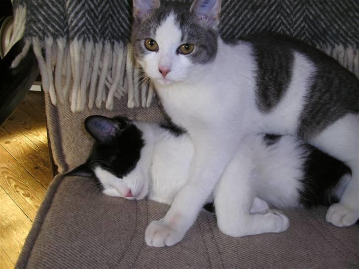 Huskat Leif billede 4