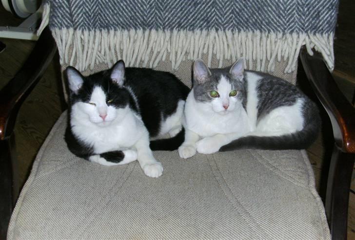 Huskat Leif - Leif og hans bror Jimmi billede 5