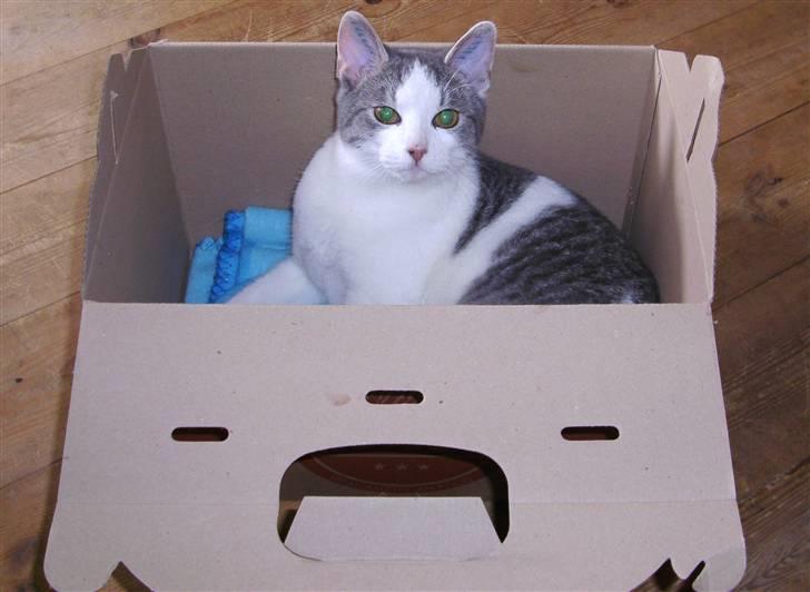 Huskat Jimmi - Jimmi billede 1