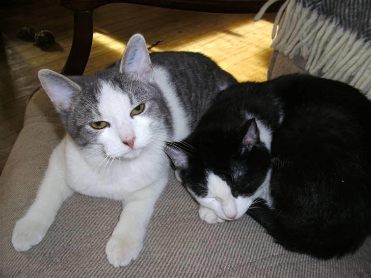 Huskat Jimmi billede 2