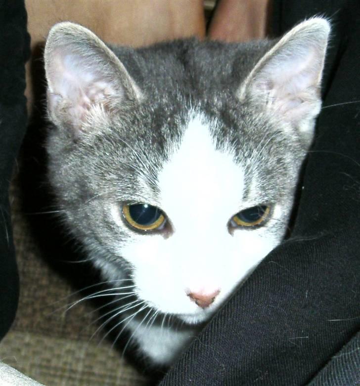 Huskat Jimmi - Jimmi leger... Leif sover billede 3