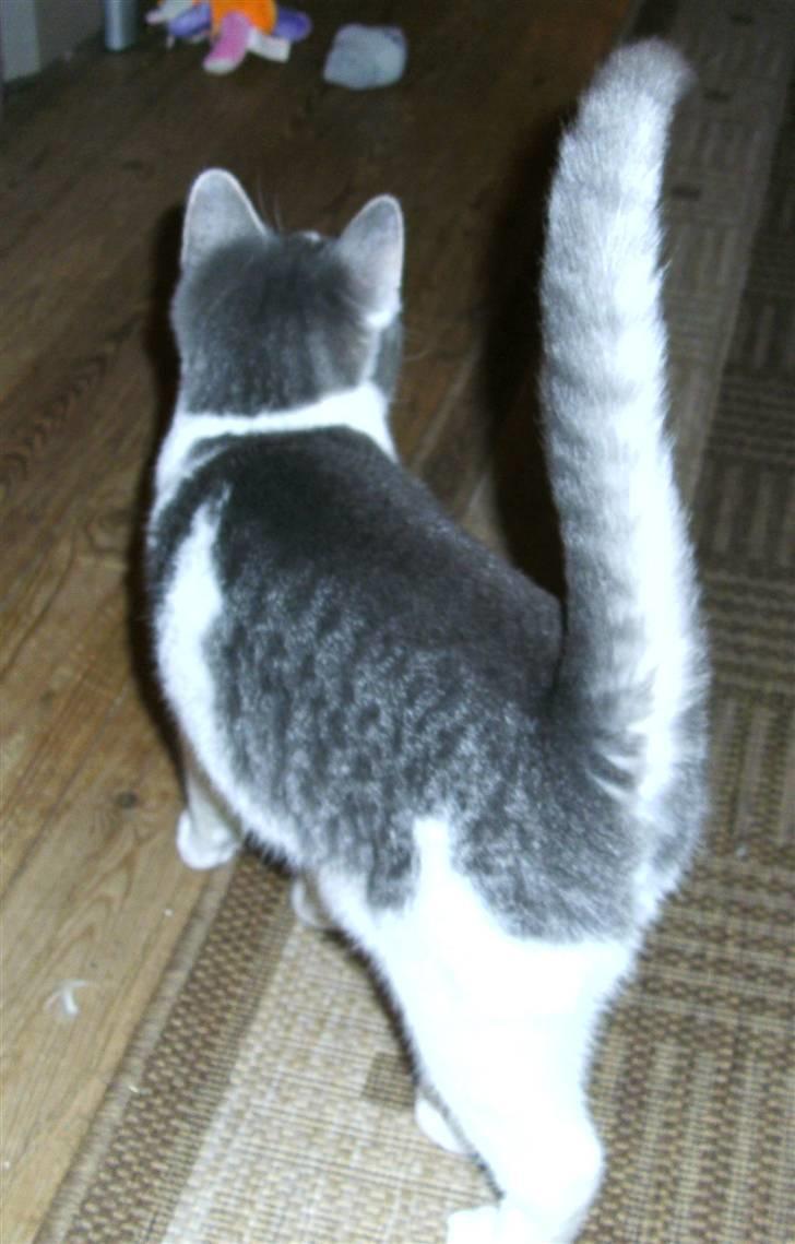 Huskat Jimmi billede 4