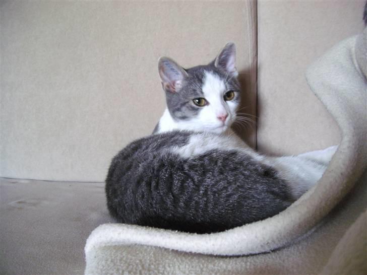 Huskat Jimmi billede 5