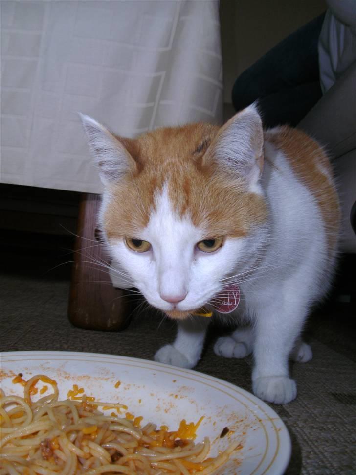 Huskat Kelly - Uhm... Spaghetti. billede 11