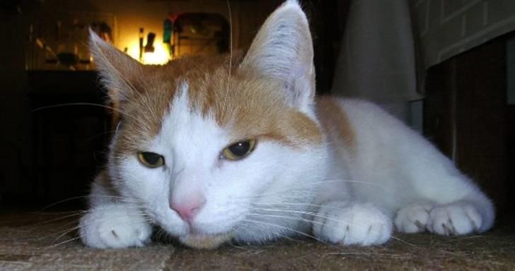 Huskat Kelly billede 12