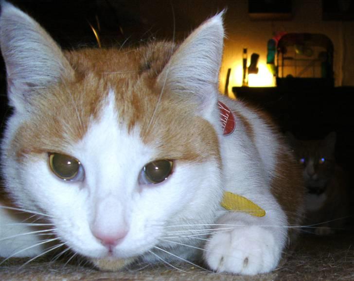 Huskat Kelly - Ude på ballade... billede 13