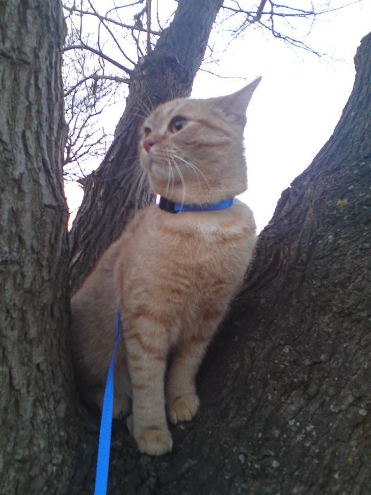 Blanding af racer Tiger billede 11