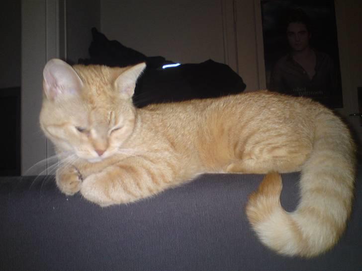 Blanding af racer Tiger billede 12