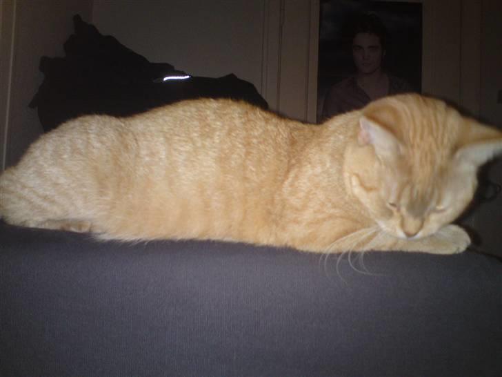 Blanding af racer Tiger billede 13