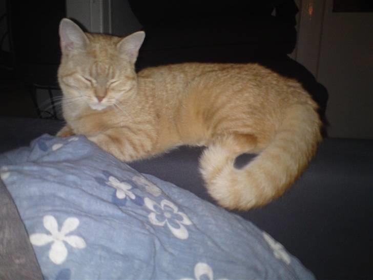 Blanding af racer Tiger billede 14