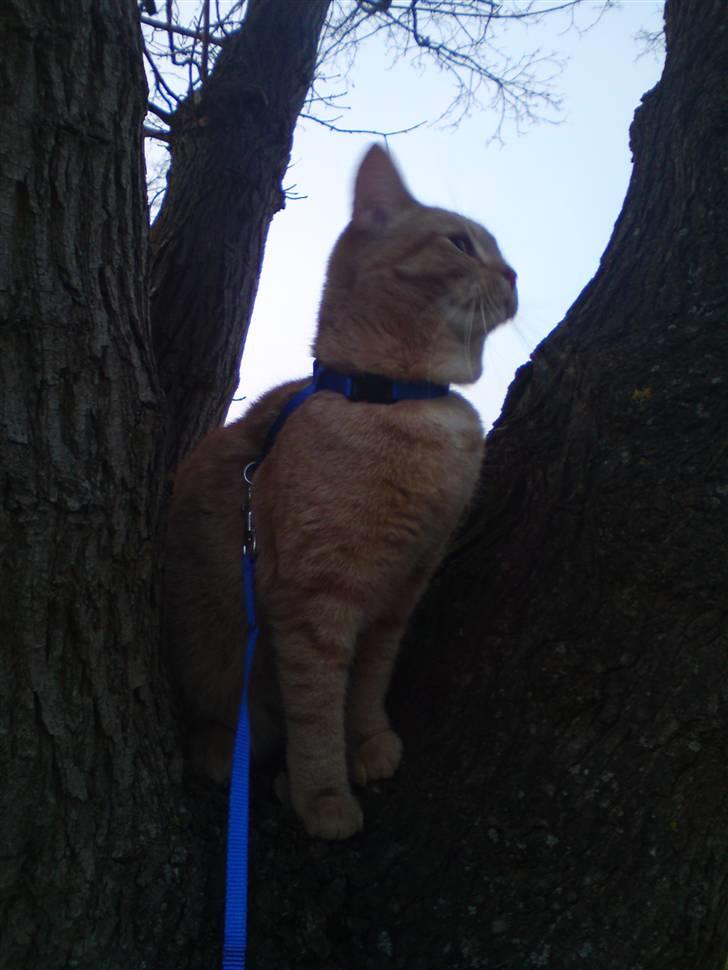 Blanding af racer Tiger billede 15