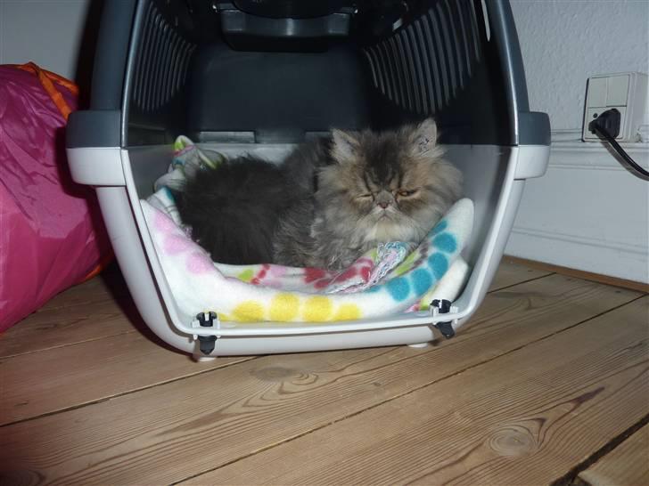 Perser Conrad og Viola - Conrad hygger i transportkassen. billede 1